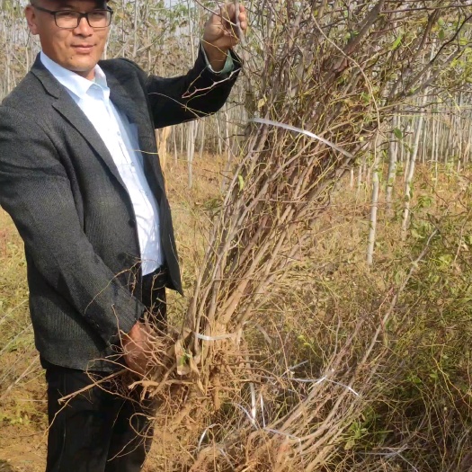 泰安酸枣苗 1年两年酸枣苗现挖现发 酸枣苗基地 嫁接酸枣苗