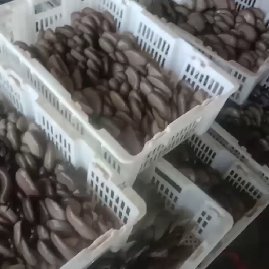 石家庄藁城区，食用菌，平菇。