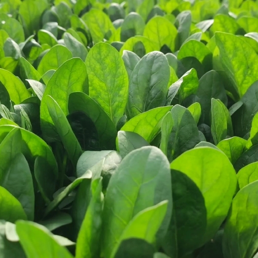 潍坊大量菠菜 欢迎采购