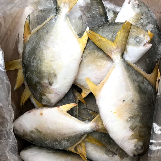 北海金鲳鱼