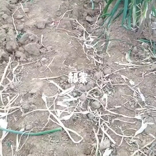 新绛县山西绛县大葱