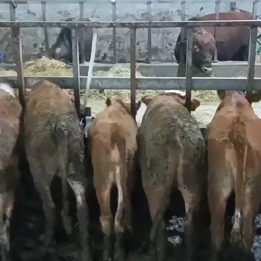 贵港20几头小公牛出售(400斤-500斤)每头