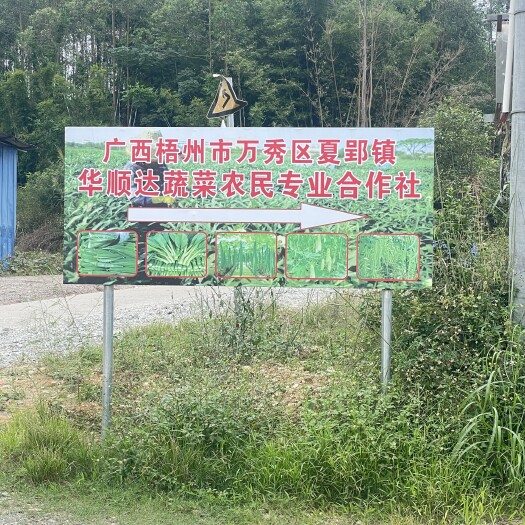 梧州秋葵