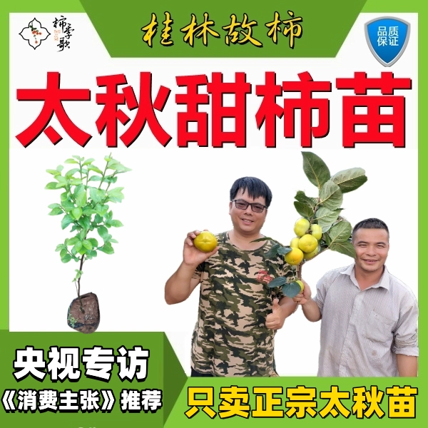 恭城瑶族自治县太秋甜柿苗  以价格与质量赢合作 基地直发 全程指术指导