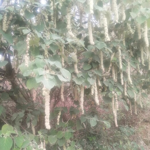灵山县纯鲜货白背叶根、白背叶、白背花籽