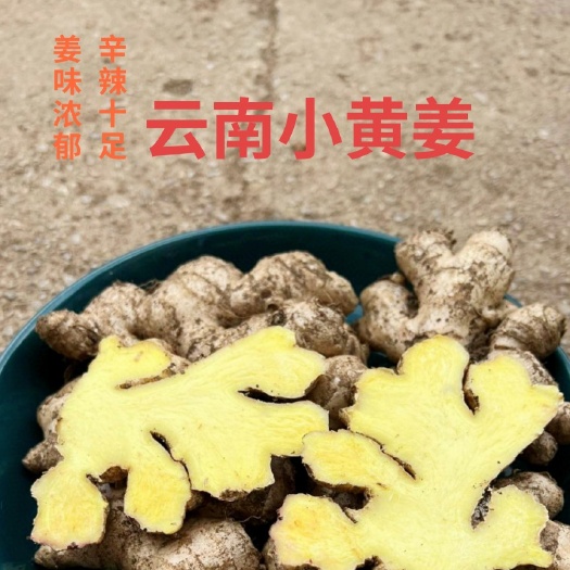 现挖云南小黄姜山地新鲜生姜月子姜老姜蔬菜支持代发