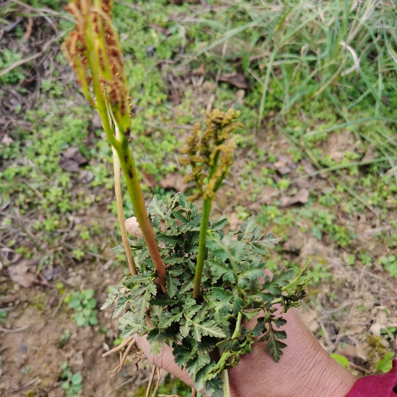 中药材小春花一朵云阴地蕨蛇不见独脚金鸡阴地厥中草药材包邮