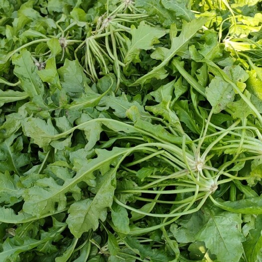 虞城县新鲜荠菜！无公害绿色食品！
