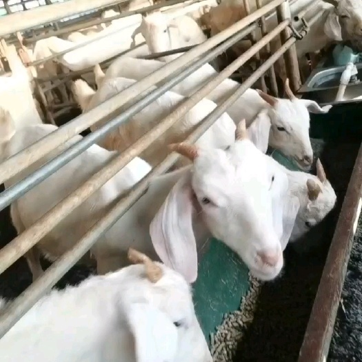 泗洪县活羊