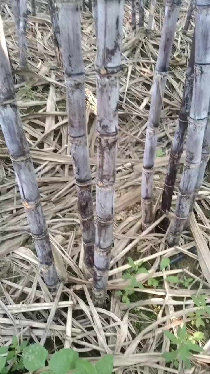 髙大粗脆甜色水节巴均匀