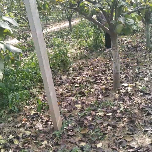 菏泽秋月梨园
