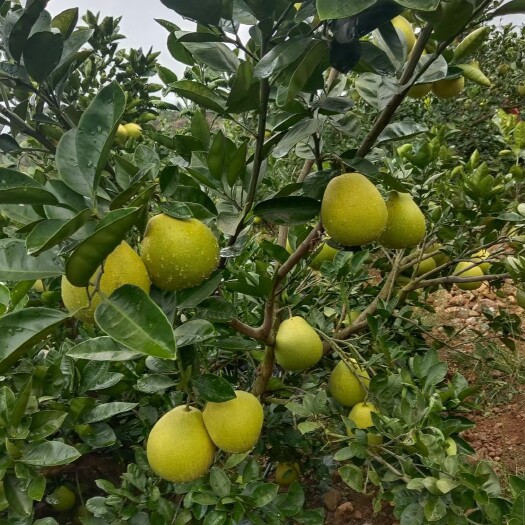 安福县3至5公分安福金兰柚苗