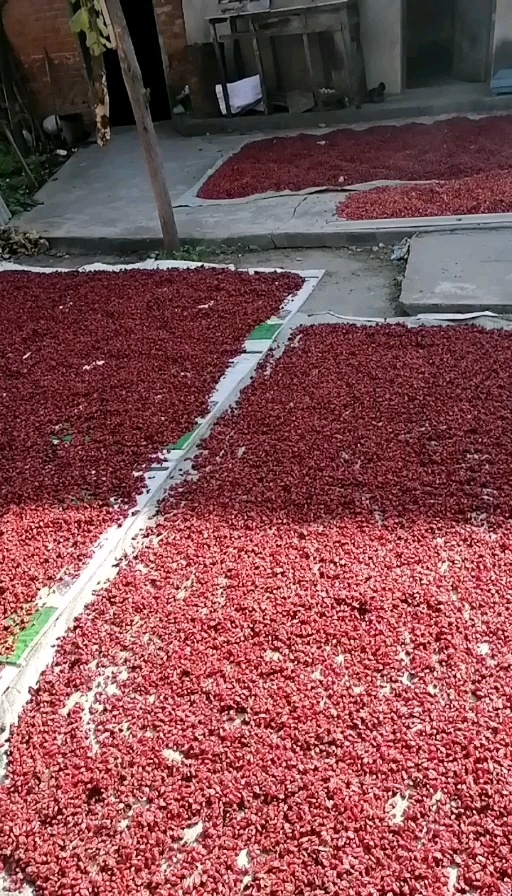 眉县自家种植山茱萸