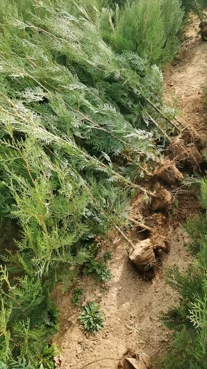 侧柏杯苗，大田苗，占地苗都有，量大有优势。