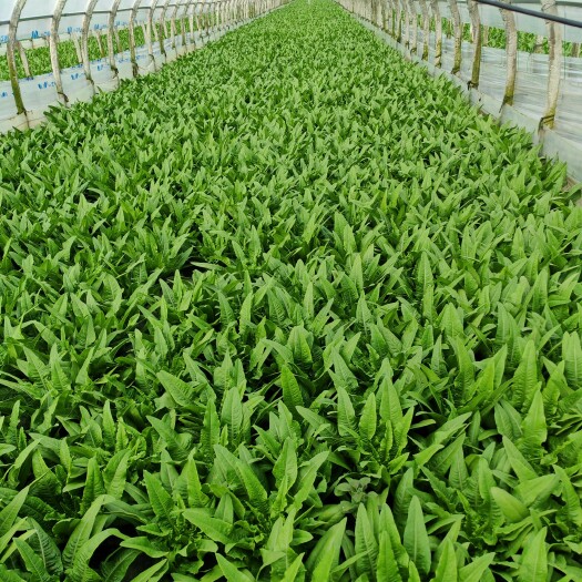 陆良县云南陆良对外山东等全国各地蔬菜种植基地提供蔬菜种苗假一赔万