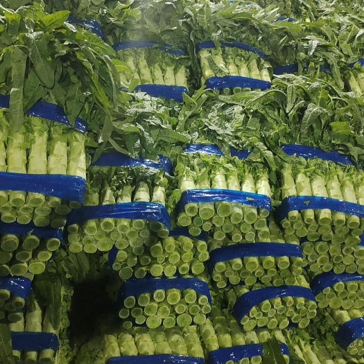 兰陵县大量供应优质红尖叶莴笋