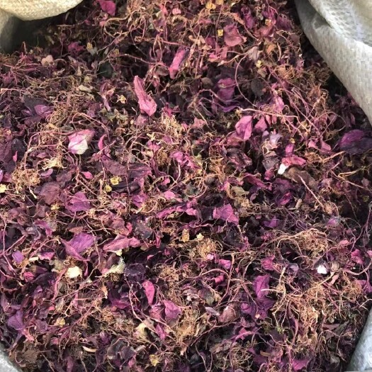 厦门全红风柜斗草风鼓草褚头红小叶风鼓草带斗味酸