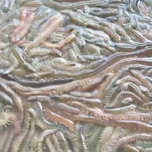 精品海蜈蚣，价格实惠，有需要的老板联系