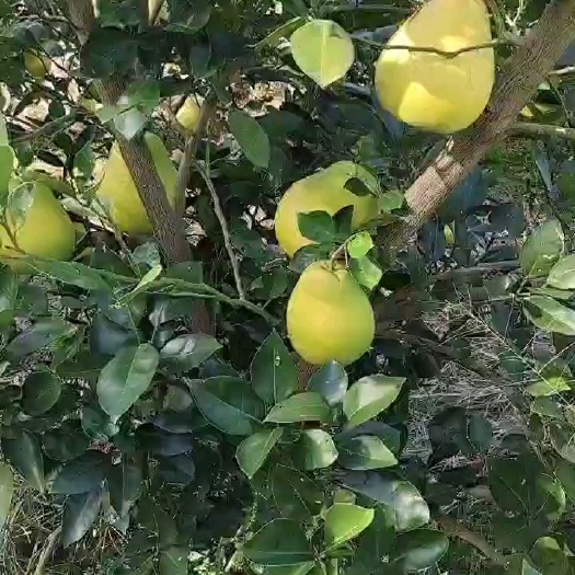 广州湖南芷江香柚