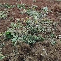 甘洛县这是日本甜当归 鲜货 有需要的老板 欢迎来电