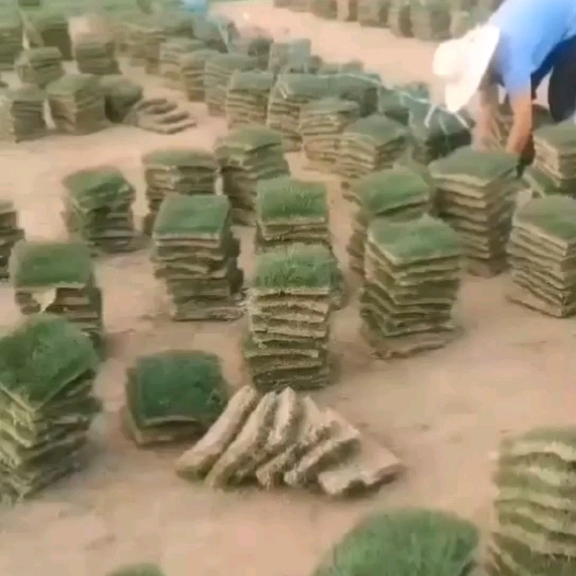 博罗县草块