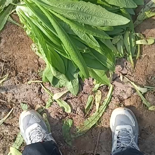 曲周县油麦菜