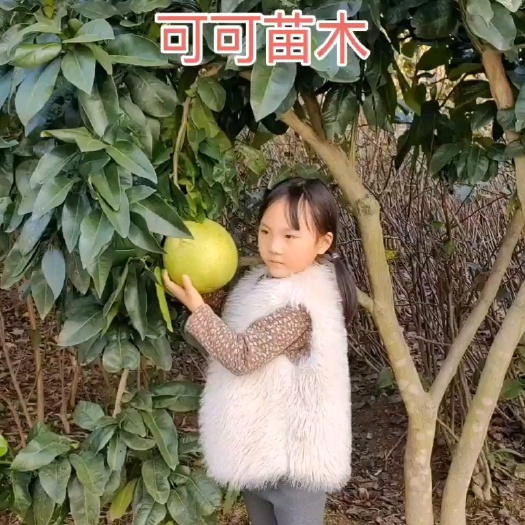 苍溪县黄金蜜柚苗