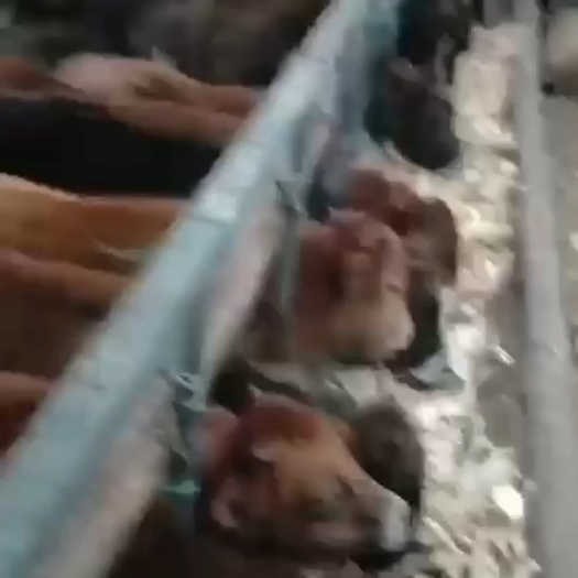 西杂牛犊