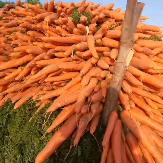 开封三红胡萝卜