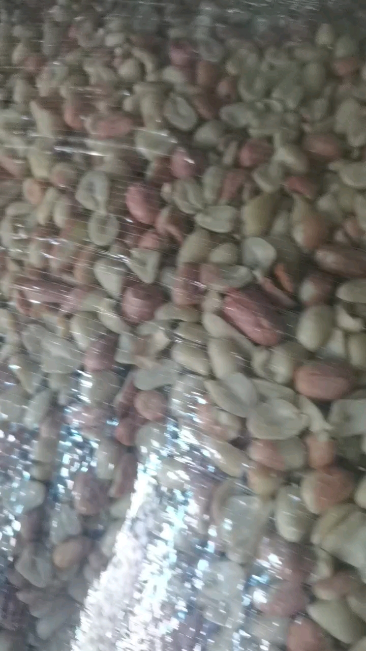 308瓣子干净出油质量杠杠的