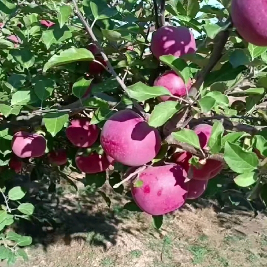 定边县富士苹果，秦冠苹果