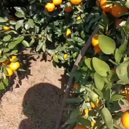 荆门漳河桔子