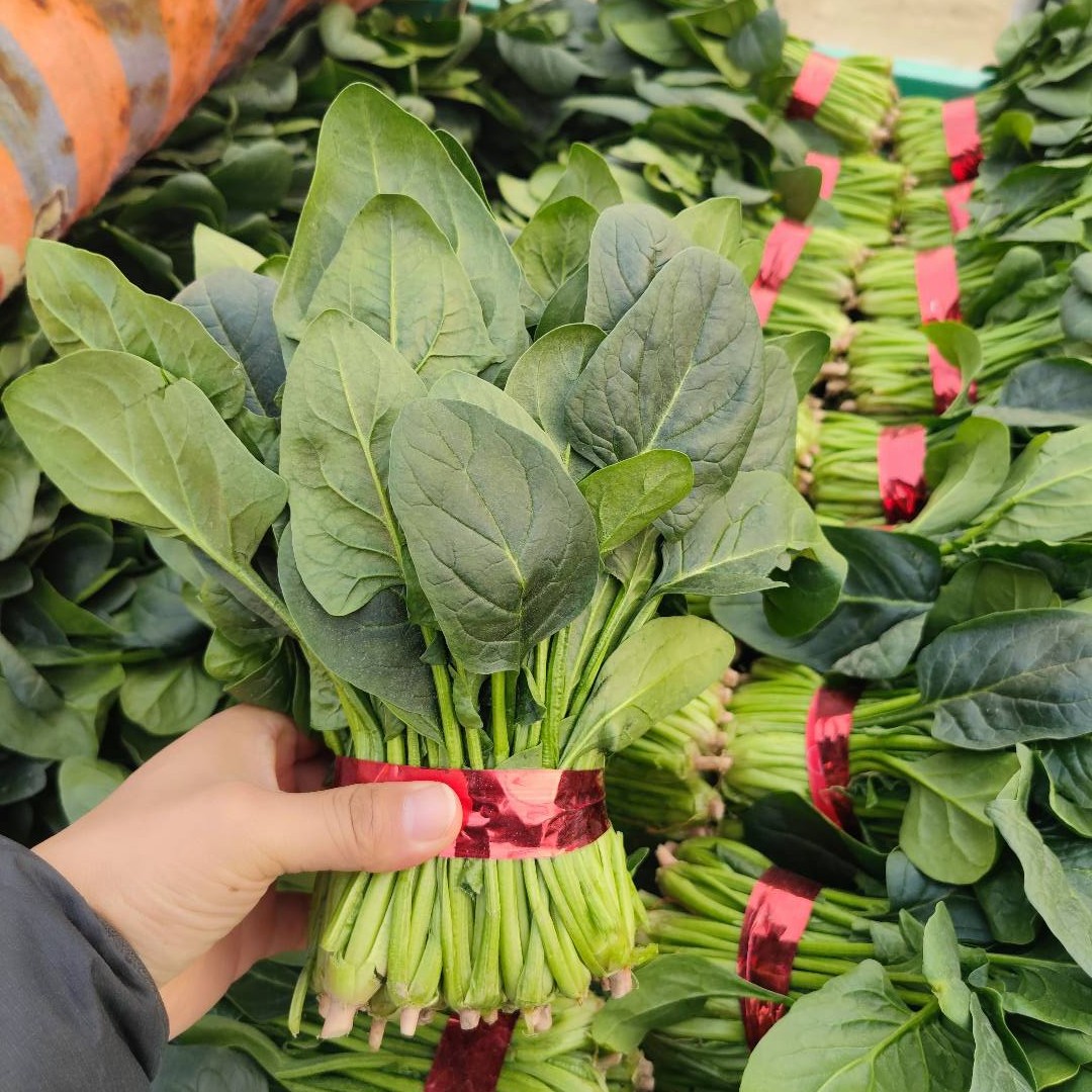 山东昌府区新鲜大叶菠菜叶长25~30cm大棚露天种植