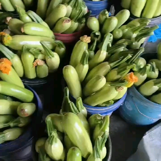 寿光市西葫芦