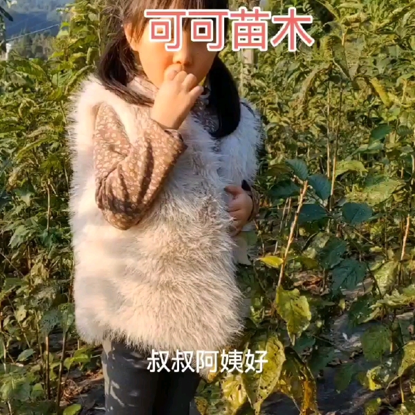 玛瑙红樱桃苗！红妃！假一赔十！品质保证！