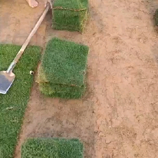 博罗县惠州草卷