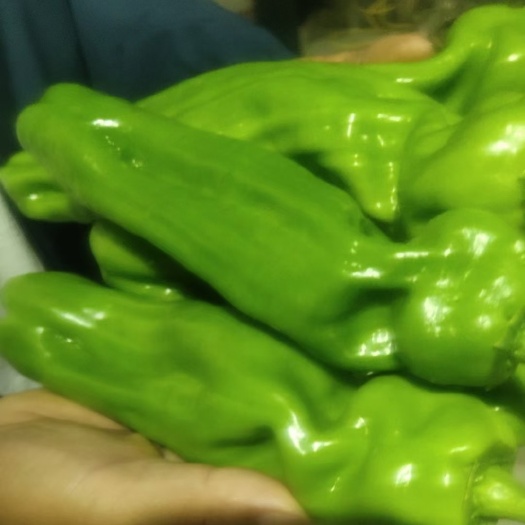 兰陵县青椒，线椒，龙椒，货源充足