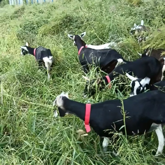 鞍山吐根堡奶山羊