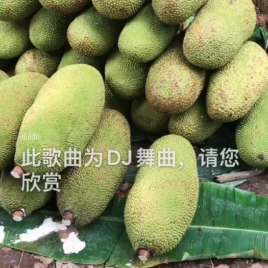 博白县大量批发零售海南菠萝蜜