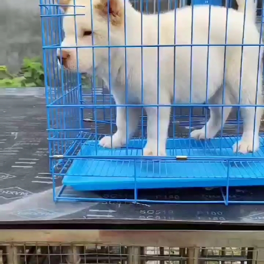 岑溪市中华田园犬