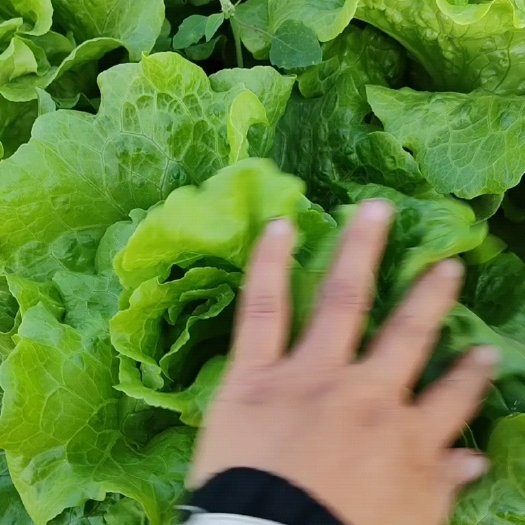 西华县大棚生菜大量现货