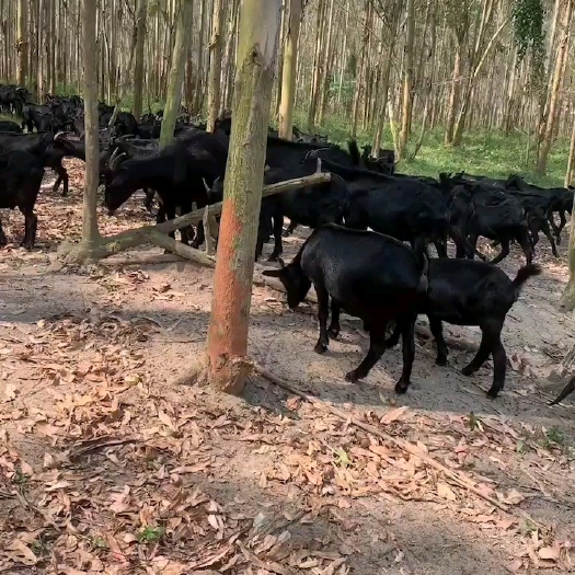 阳江阉羊   大量货源
