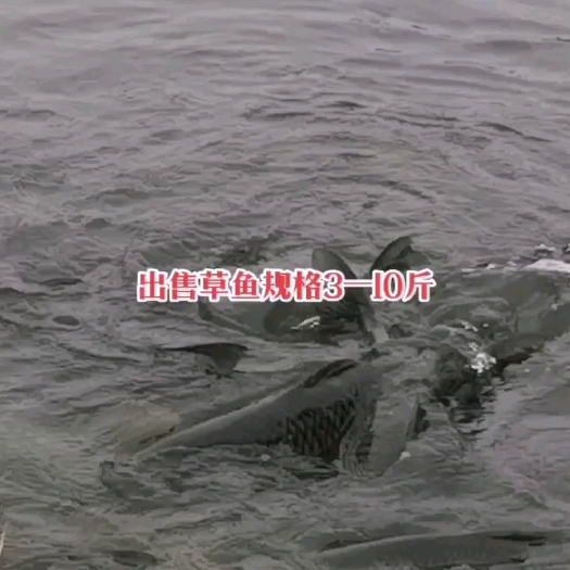 崇州市草鱼