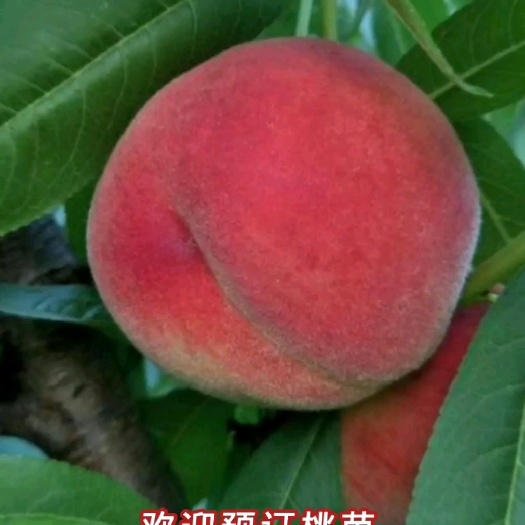 萧县中桃五号桃苗
