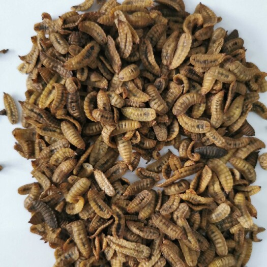 彭州市黑水虻低温虫干