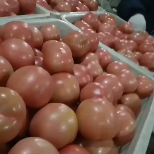 聊城硬粉西红柿