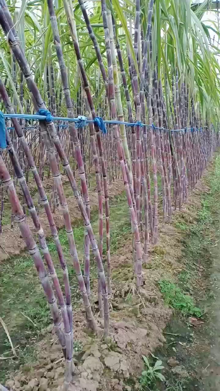 甘蔗