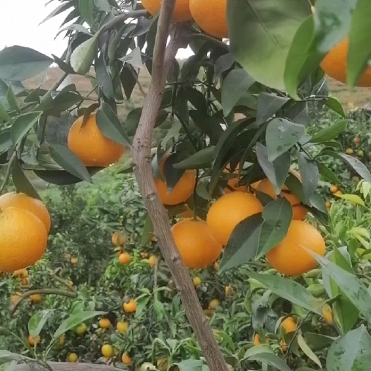 眉山耙耙柑