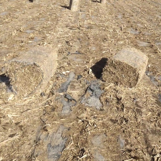 山丹县玉米草 双层柔丝除尘网包，质量有保障，价格公道，无土，无塑料
