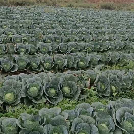 陆良县铁头，圆菠菜